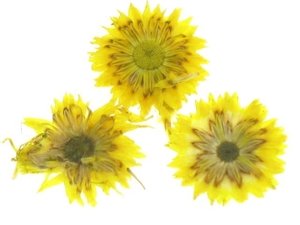Ozdoby Decoupage Susz Kwiatki wypukłe Żółty 1szt